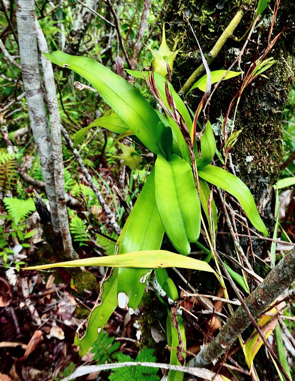 Aeranthes arachnites.orchidaceae.endémique Réunion Maurice Rodrigues. (1).jpeg