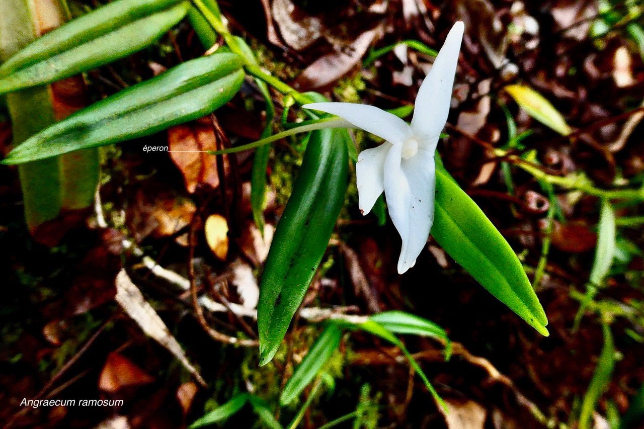 Angraecum ramosum .Angrec rameux.orchidaceae.endémique Réunion Maurice.jpeg