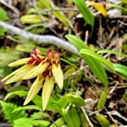 Bulbophyllum longiflorum.orchidaceae.indigène Réunion..jpeg