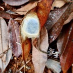 Cocon d'araignée dans une feuille enroulée.jpeg