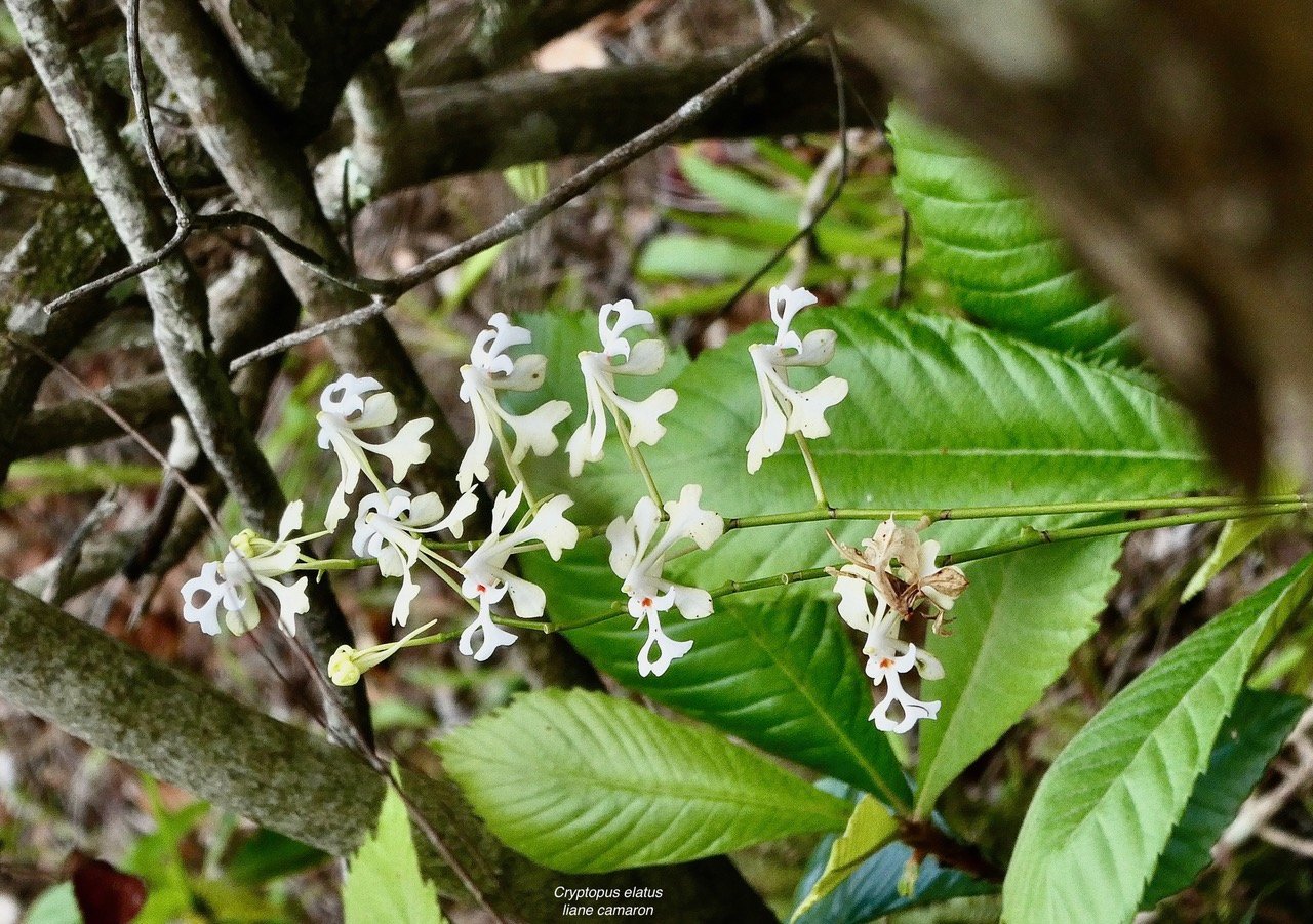 Cryptopus elatus .liane camaron.gros faham;( inflorescence au premier plan sur fond de feuilles de bibassier  ) orchidaceae.endémique Réunion Maurice.jpeg
