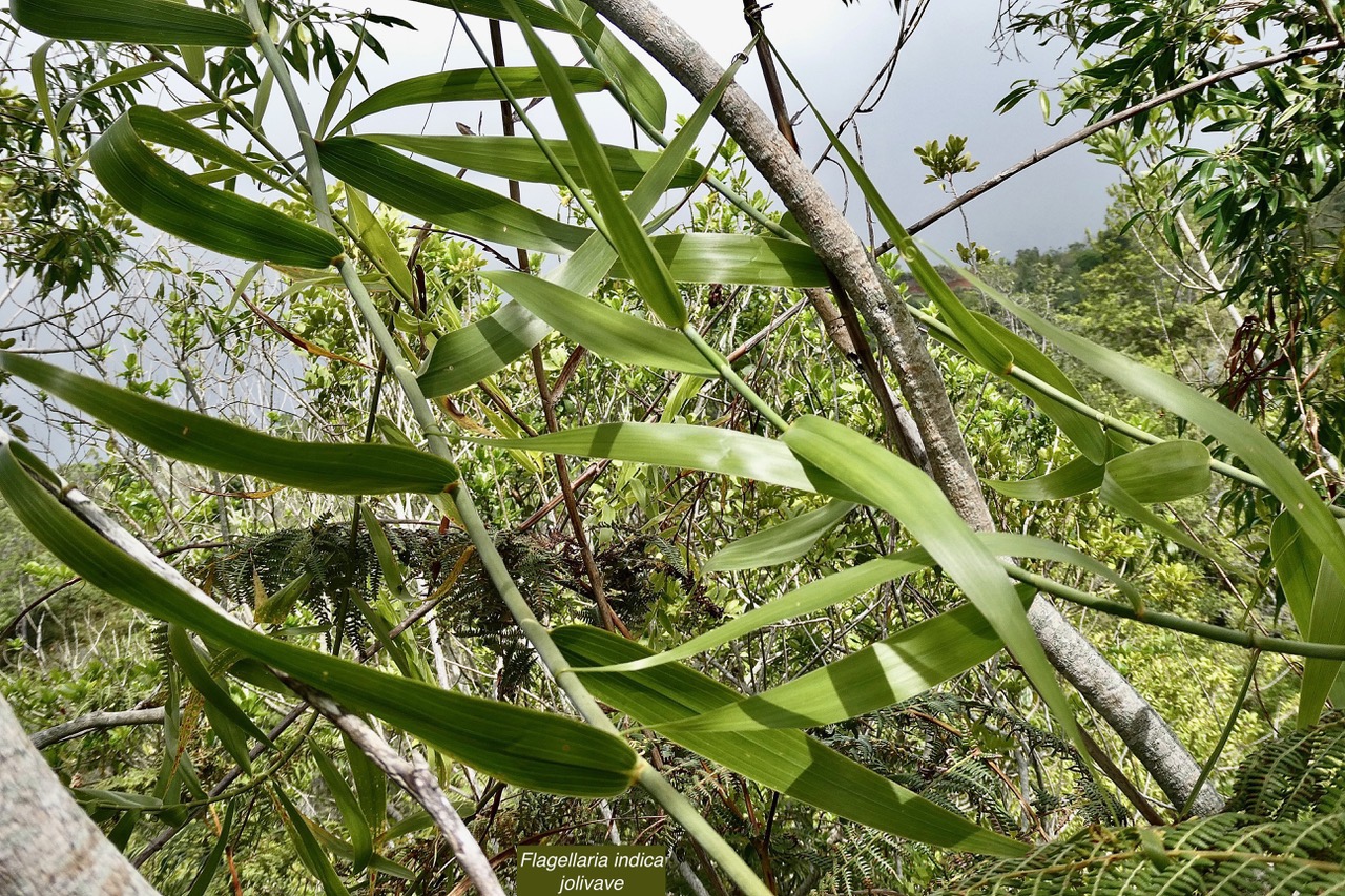 Flagellaria indica.jolivave. ( liane )flagellariaceae.indigène Réunion..jpeg