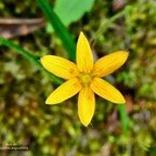 Hypoxis angustifolia .hypoxis à feuilles étroites.hypoxidaceae.indigène Réunion. (1).jpeg