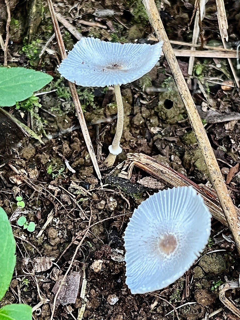 Leucocoprinus sp ??.jpeg