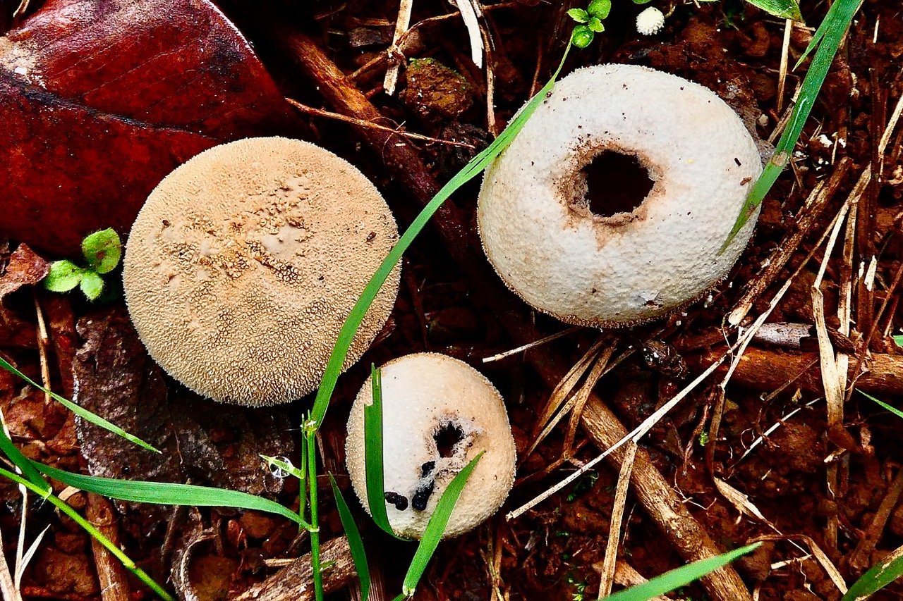 Lycoperdon sp.jpeg