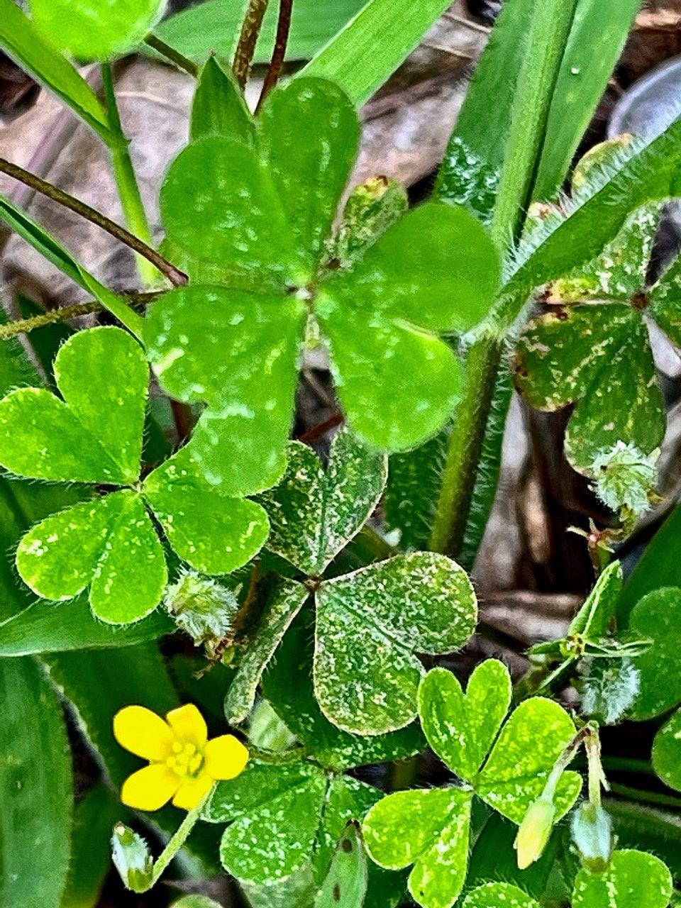 Oxalis corniculata.ti trèfle.oxalideae.amphinaturalisé..jpeg