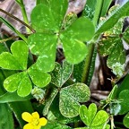 Oxalis corniculata.ti trèfle.oxalideae.amphinaturalisé..jpeg