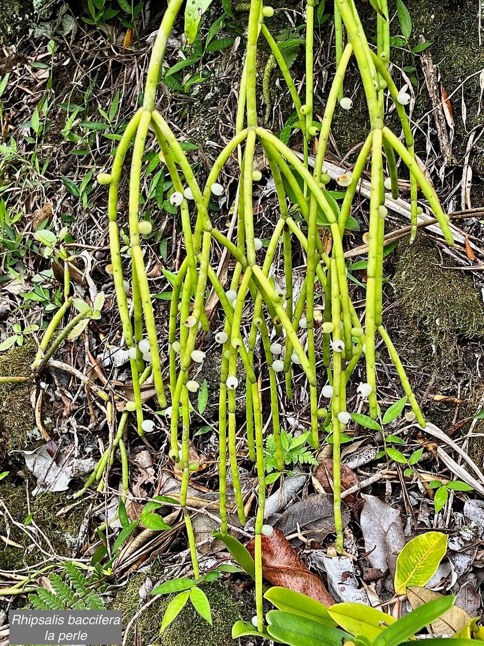 Rhipsalis baccifera. la perle.cactaceae.indigène Réunion..jpeg