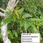 49- Liane de lait.jpg