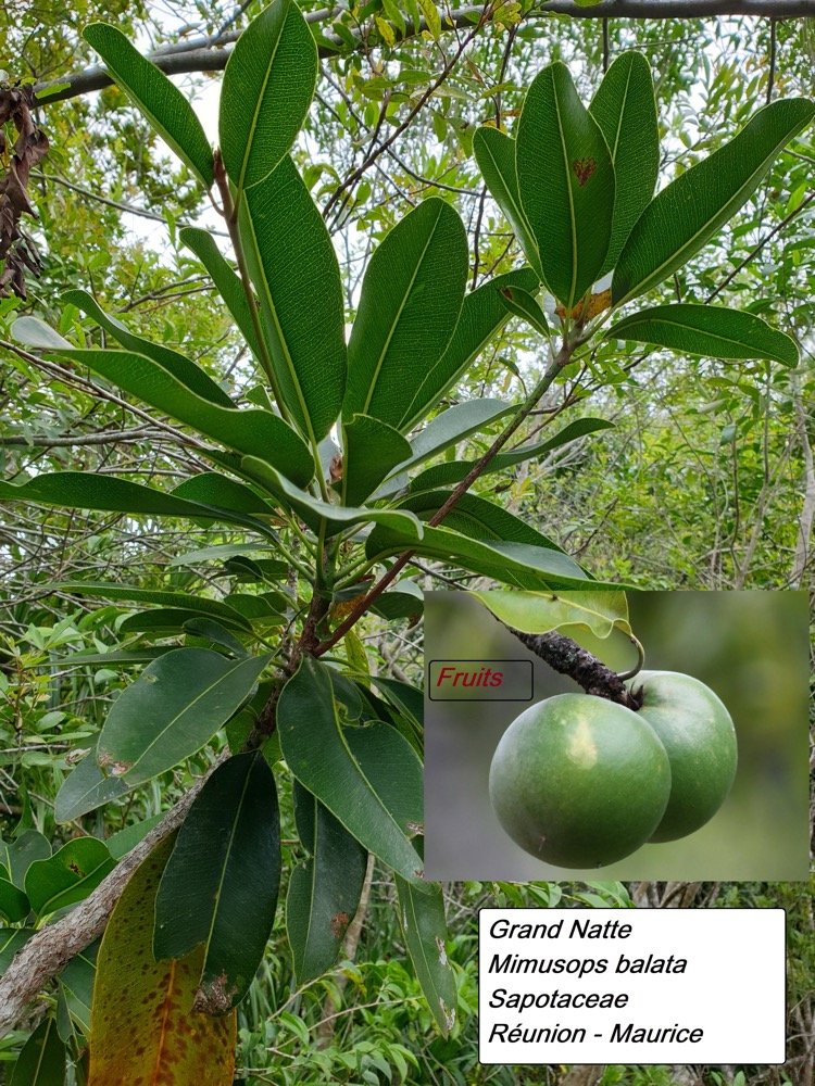 50- Grand Natte (1).jpg