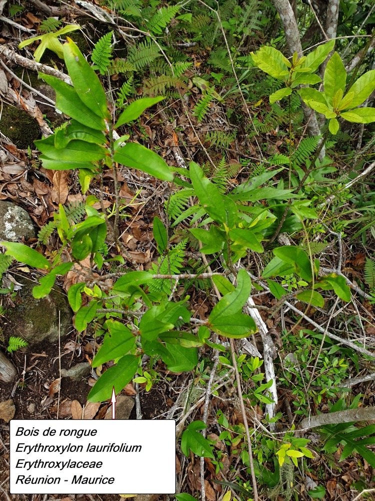 51- Bois de rongue.jpg