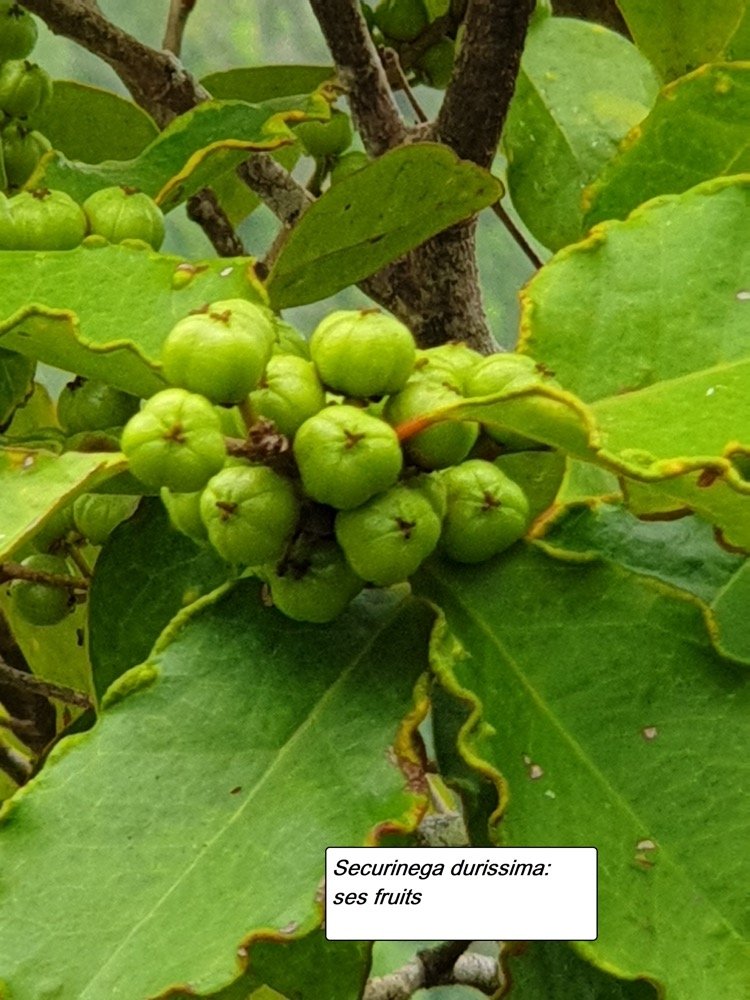 55- Bois dur (2).jpg