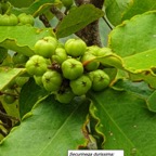 55- Bois dur (2).jpg