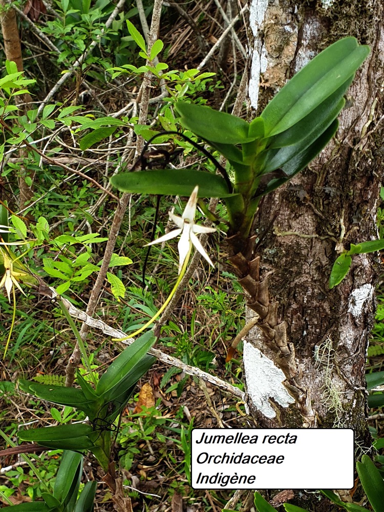 57- Jumellea recta-1.jpg