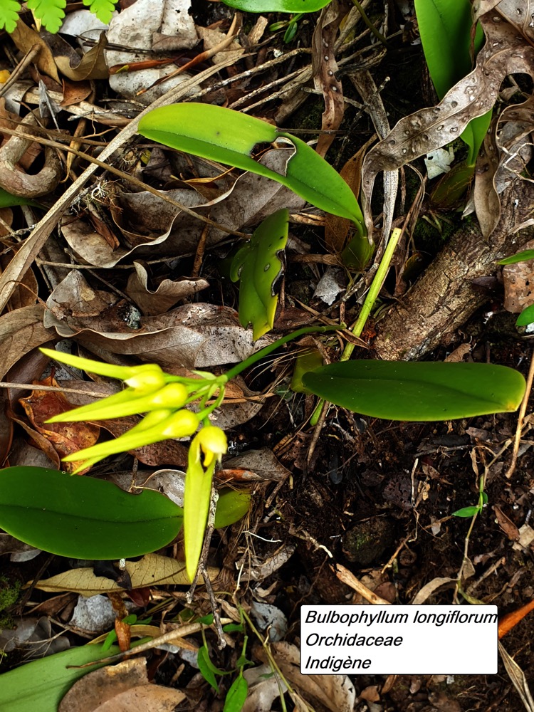 58- B. longiflorum (4).jpg
