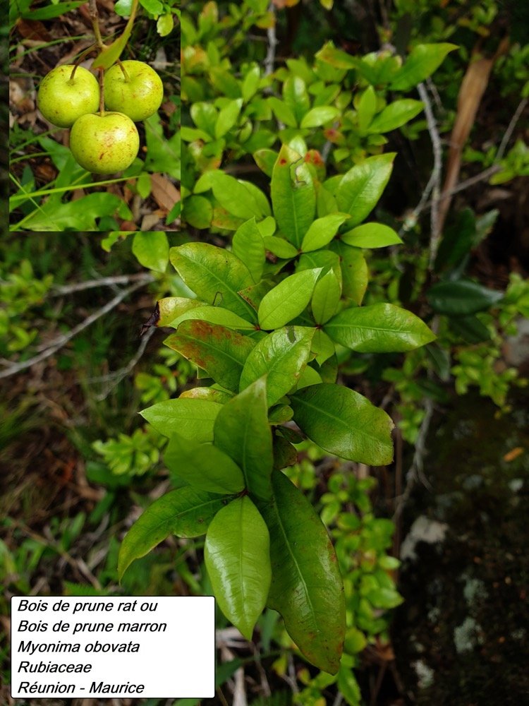 59- Bois de prune marron (2).jpg