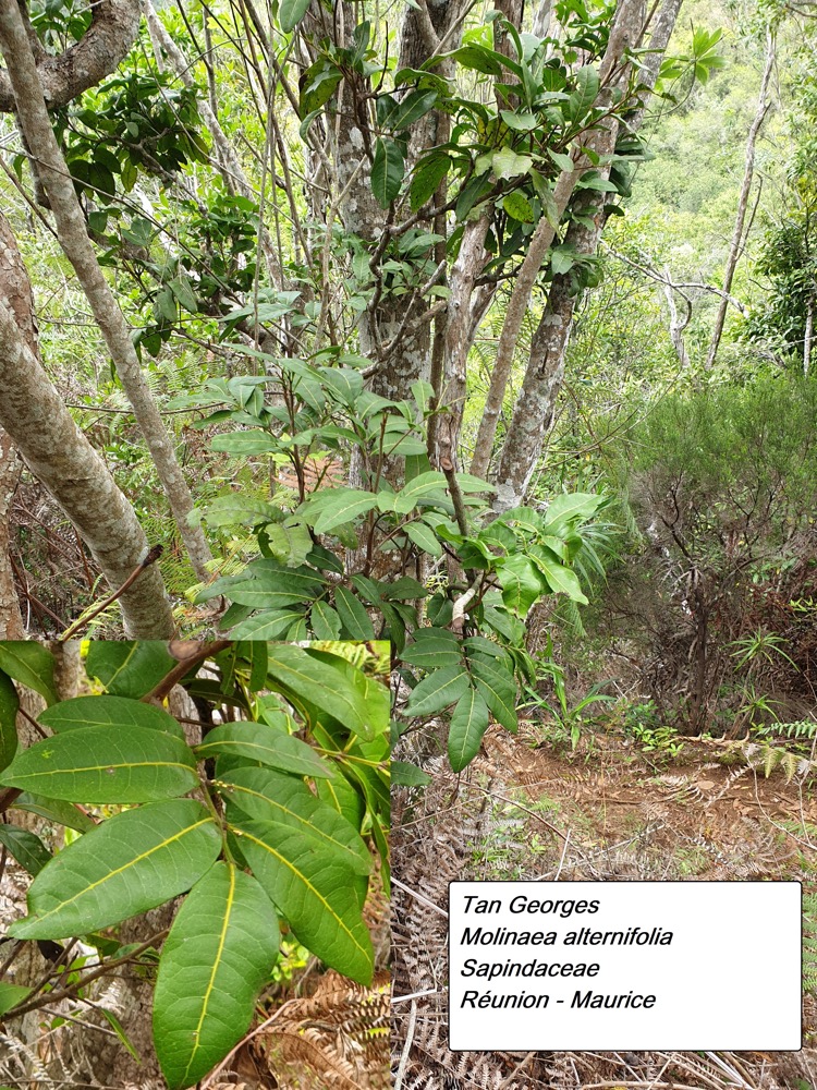 65- Tan Georges (1).jpg