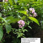 68- Galabert (1).jpg