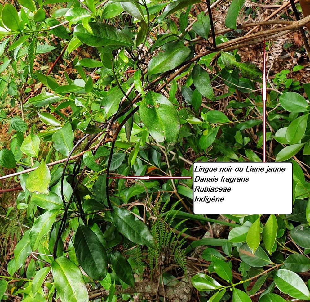 76- Danais fragrans (2).jpg