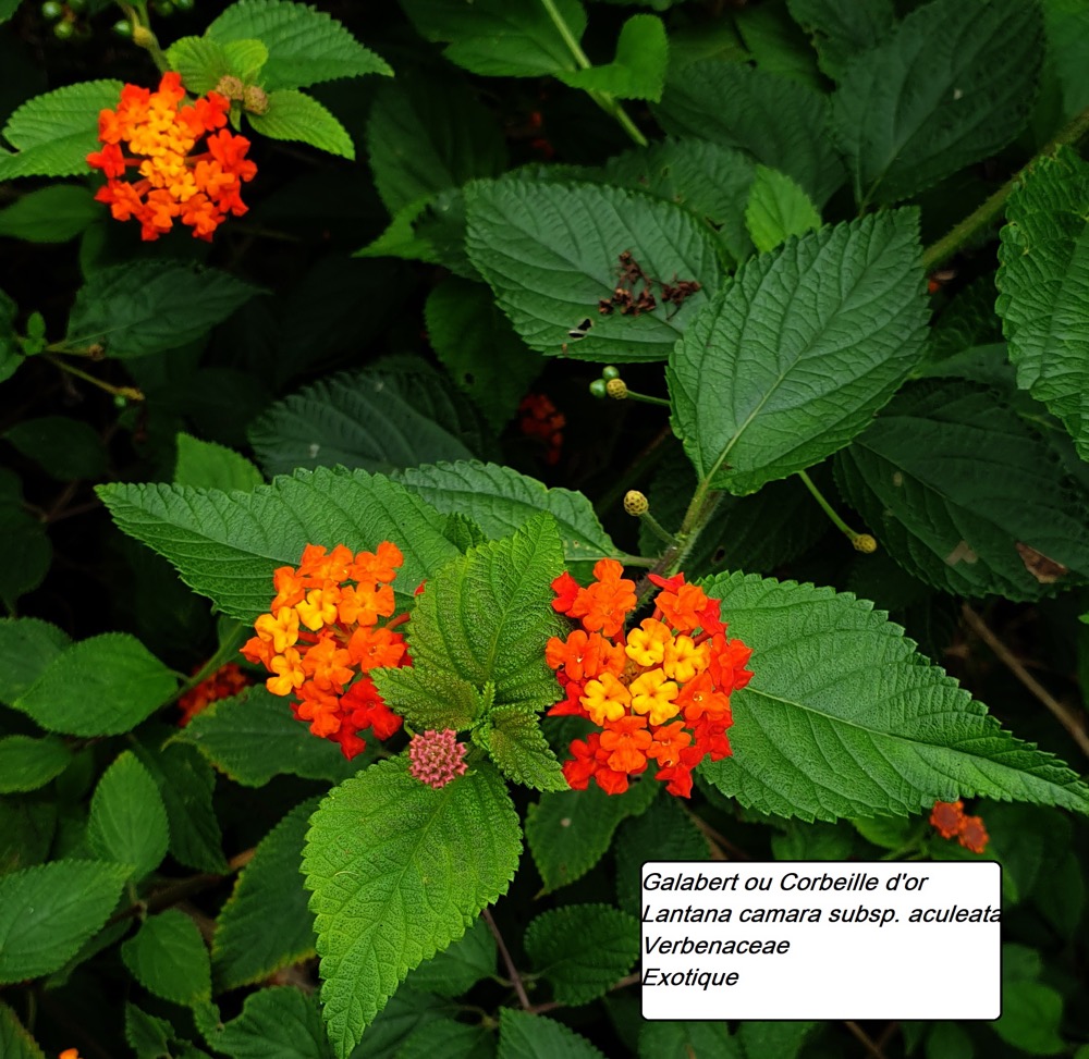 79- Galabert (2)- détail.jpg