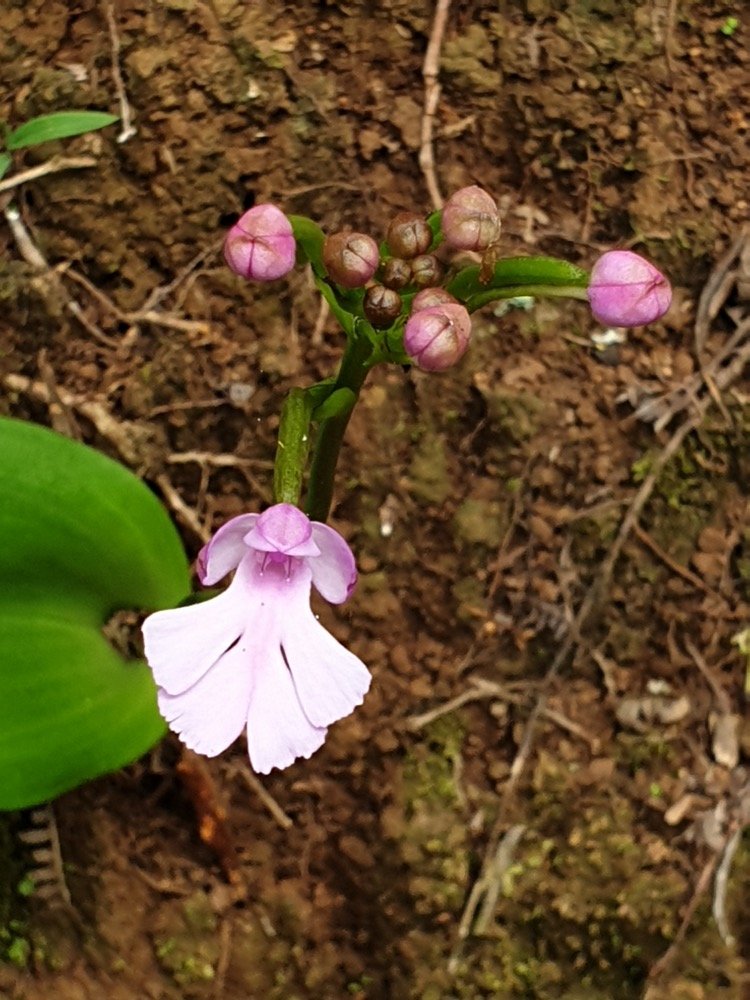 81- Cynorkis (3).jpg