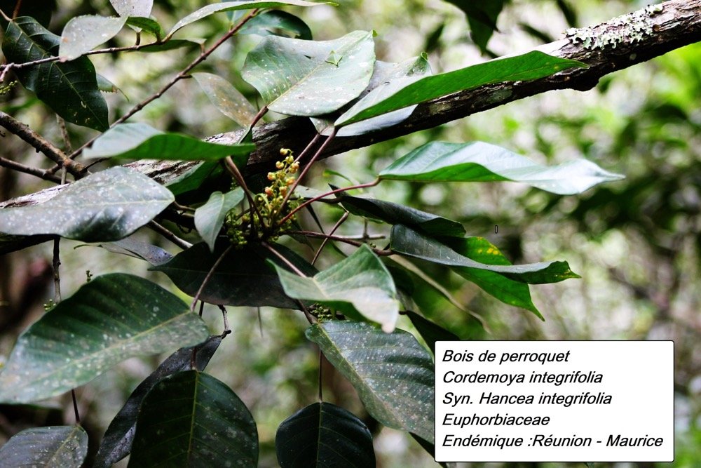 85- Bois de perroquet (1).JPG