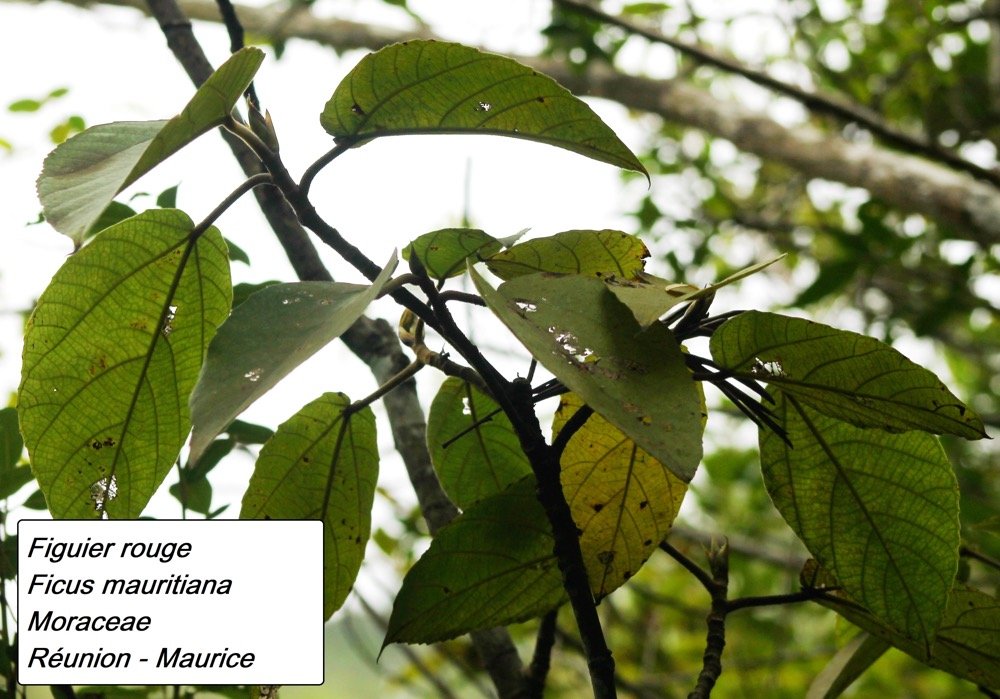 89- Ficus mauritiana (1 (2).JPG