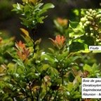 90- Bois de gaulette (2).JPG