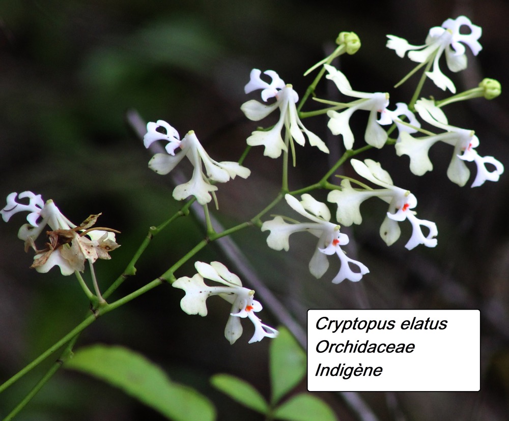 92- Cryptopus elatus (4).JPG