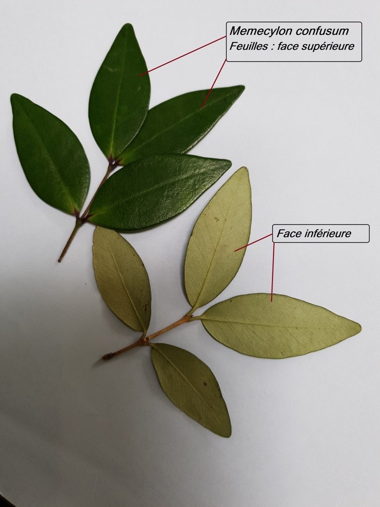 93- Memecylon - Feuilles.jpg
