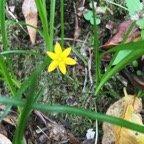 3a Hypoxis angustifolia.jpeg
