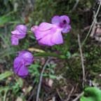 3c. Cynorkis purpurascens - Orchidée Cynorkis - ORCHIDACEAE.jpeg