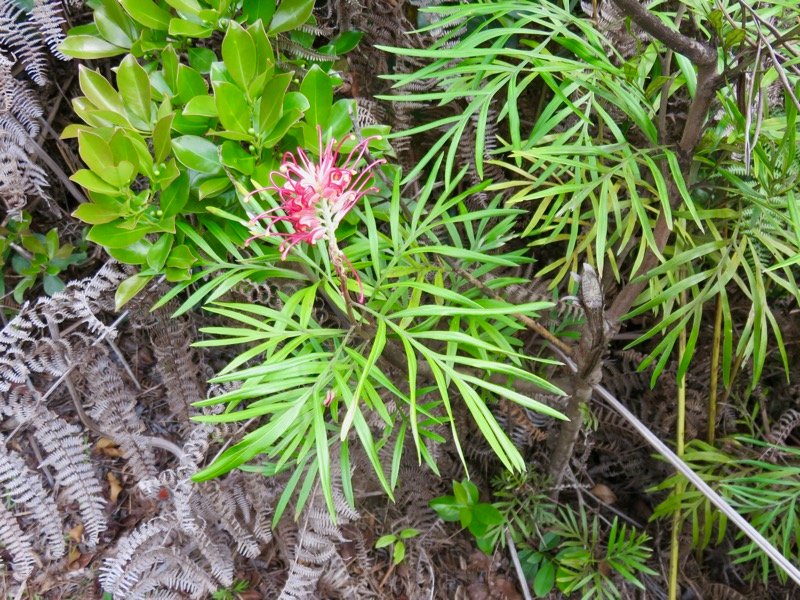 3. Grévilea échappé de jardin.jpeg