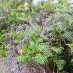 4. Grévilea échappé de jardin.jpeg