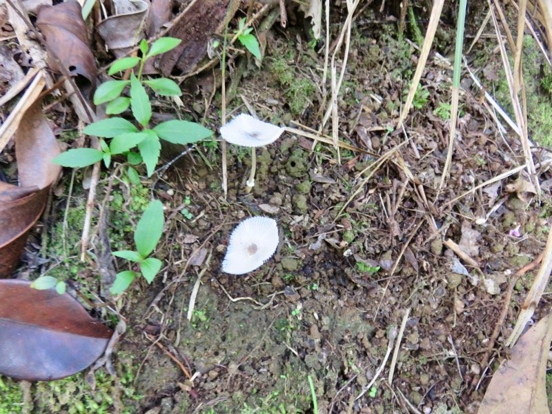 8. fragiles ombrelles de champignons.jpeg