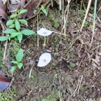 8. fragiles ombrelles de champignons.jpeg