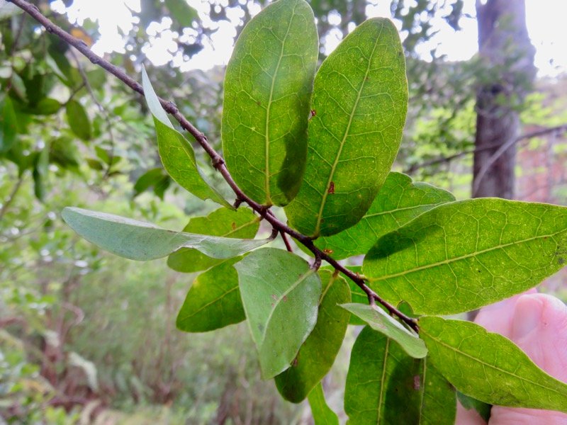  Bois de punaise , Grangeria borbonica ( les feuilles)