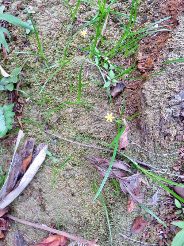 Hypoxis angustifolia