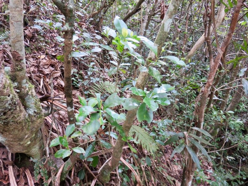12. Coffea mauritiana - Café marron -  RUBIACEE - endémique de La Réunion et de Maurice.jpeg