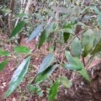 13. Memecylon confusum.jpeg