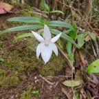 15. Angreacum ramosum - Orchidaceae.jpeg