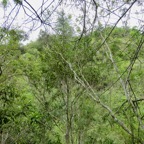 17. En arrière-plan, ??? jeune Mimusops balata - Grand natte - Sapotacée - RM.jpeg