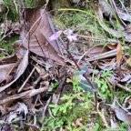 18. Disperis cordata Sw. - - Orchidaceae - Indigène Réunio.jpeg