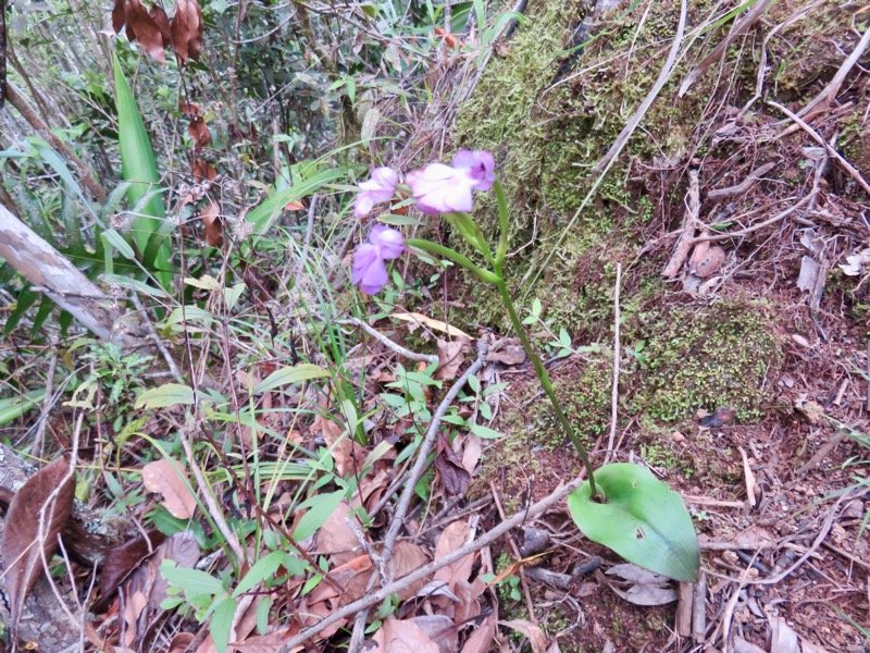22. Cynorkis purpurascens - Orchidée Cynorkis - ORCHIDACEAE IMG_3496.JPG.jpeg