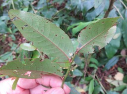 1. ??? Fleur Phyllanthus phillyreifolius Poir. - Bois de négresse - Phyllanthaceae - Endémique Réunion et Maurice