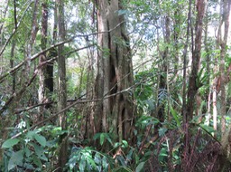 10. ??? Collet monté d' ??? Affouche... IMG_2606.JPG