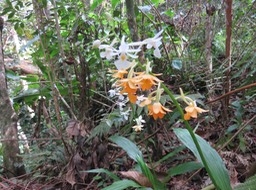 12. Calanthe sylvatica - ORCHIDACEAE-I IMG_2608.JPG