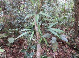 17. ??? Frêle et juvénile  ??? Melicope obtusifolia  - Catafaille patte poule ou Grand Catafaille - Rutacée - Endémique Réunion Maurice    IMG_2613.JPG