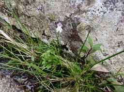 20 Cynorkis fastigiata -  - ORCHIDACEAE -??? I IMG_2616.JPG