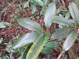 4. Sideroxylon imbricarioides ou Sideroxylon majus - Bois de fer  - Sapotaceae  - Endémique de la Réunion